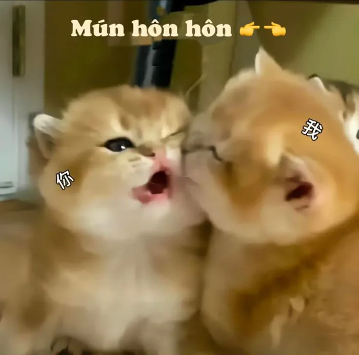 Mún hôn Mún hôn