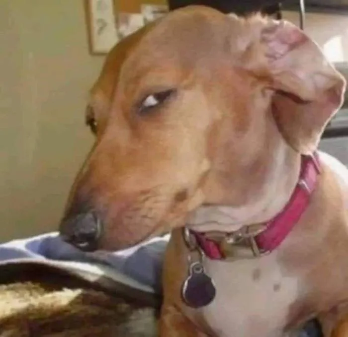 Tổng hợp những meme khinh bỉ độc đáo