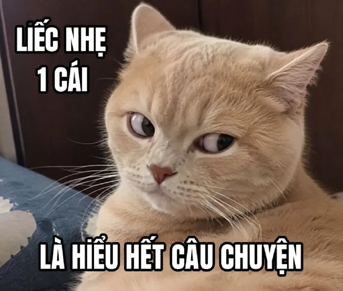 Bộ sưu tập 112+ hình ảnh meme khinh bỉ mắt liếc cực hài hước -  hinhanhdep3d.com