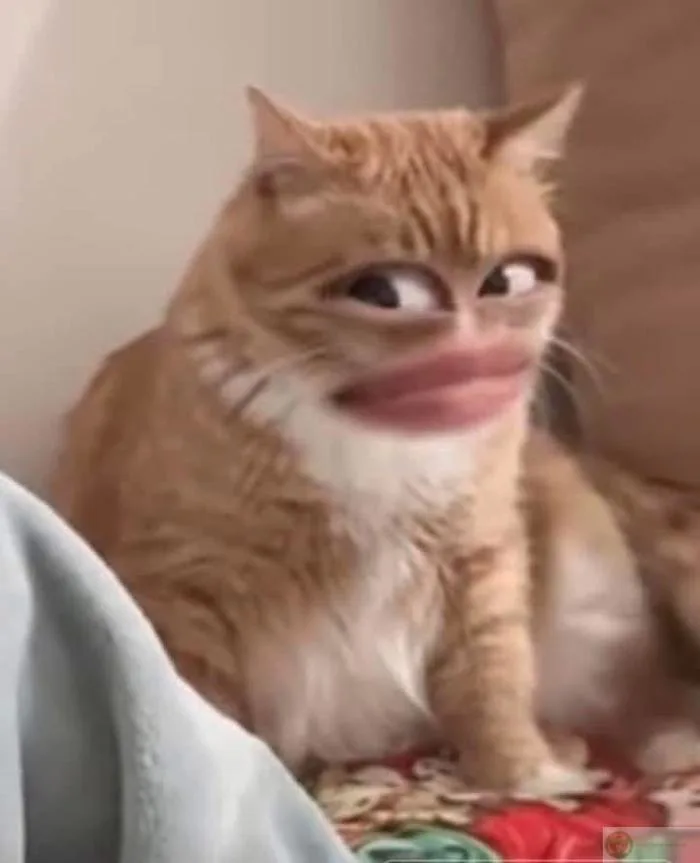 Meme khinh bỉ mặt tếu, ảnh chế siêu hài khiến bạn bật cười