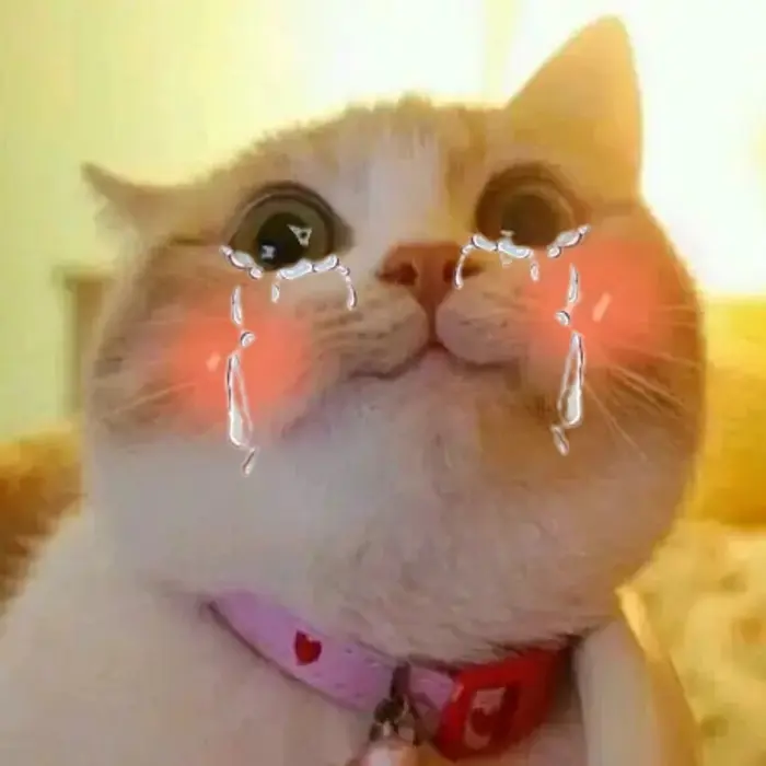 Top meme mèo khóc buồn cười khiến bạn cười ra nước mắt Top meme mèo khóc buồn cười khiến bạn cười ra nước mắt