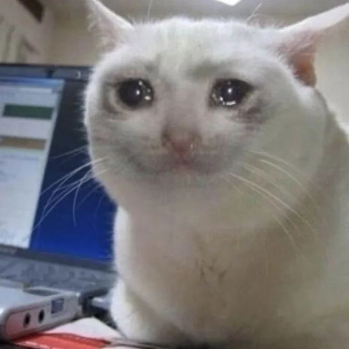 Các mẫu meme mèo khóc viral nhất cõi mạng và điều thú vị phía sau Các mẫu meme mèo khóc viral nhất cõi mạng và điều thú vị phía sau