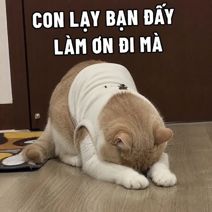 136+ Meme Lạy Quỳ Lạy Mày ảnh chế siêu hài bựa lầy 136+ Meme Lạy Quỳ Lạy Mày ảnh chế siêu hài bựa lầy