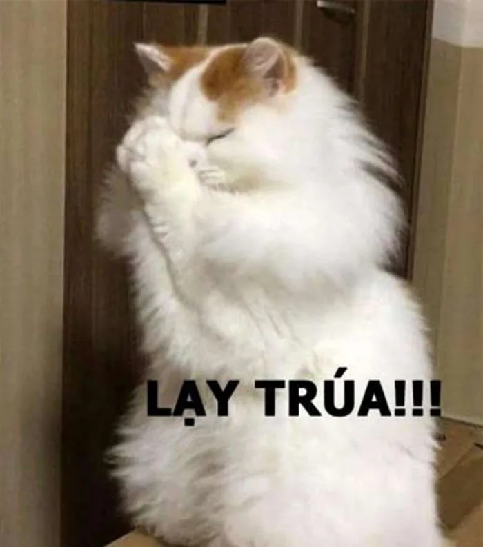 Cười thả ga với loạt meme lạy siêu hài hước về các tình huống “dở khóc dở cười” trong cuộc sống Cười thả ga với loạt meme lạy siêu hài hước về các tình huống “dở khóc dở cười” trong cuộc sống