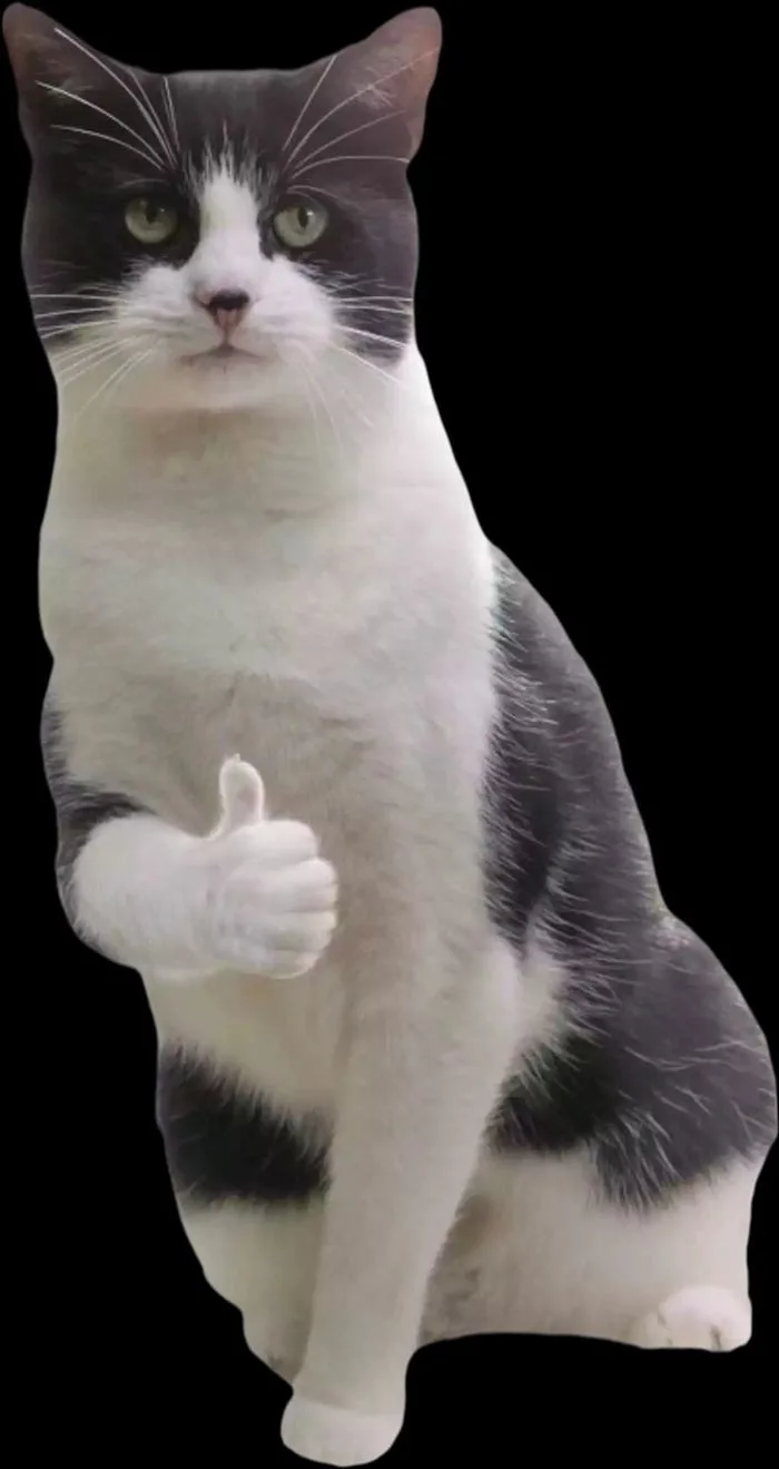Like cat