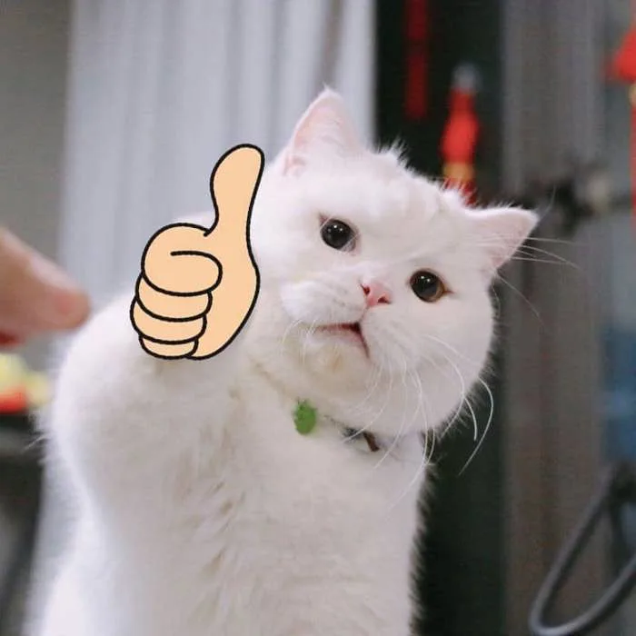 Meme Mèo Like Hài Hước Cực Dễ Thuơng [30+ Hình Chế Vui]