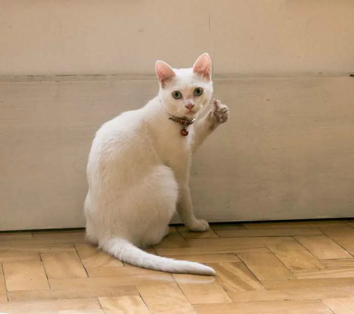 Meme Mèo Like Hài Hước Cực Dễ Thuơng [30+ Hình Chế Vui]