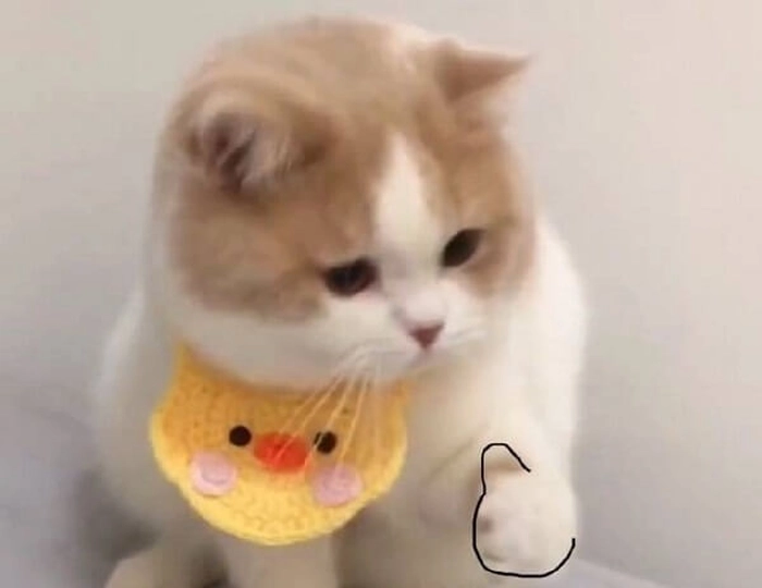 140+ Meme Mèo Like cute đáng yêu nhìn là mê tít luôn