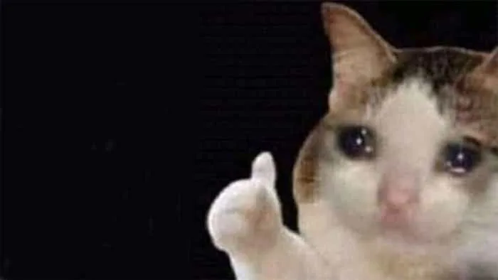 Meme Mèo Like Hài Hước Cực Dễ Thuơng [30+ Hình Chế Vui]
