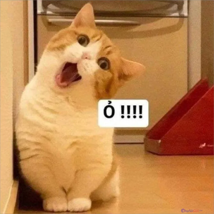 meme-meo-1
