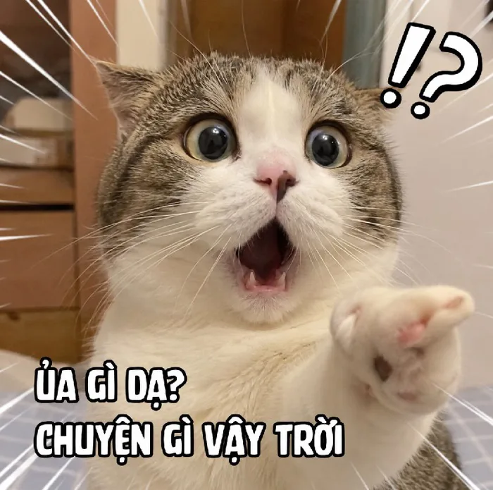 160+ Meme Mèo Bất Ngờ, Ngạc Nhiên nhìn là cười xỉu