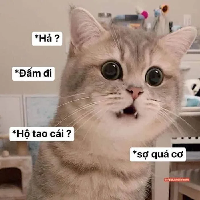 Funny Cat Meme in Multiple Languages | Cute cat memes funny, Cat meme meme,  Meme 3