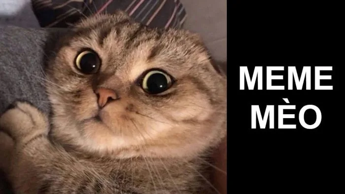 Tổng hợp 101+ ảnh meme mèo bựa, hài hước và đáng yêu