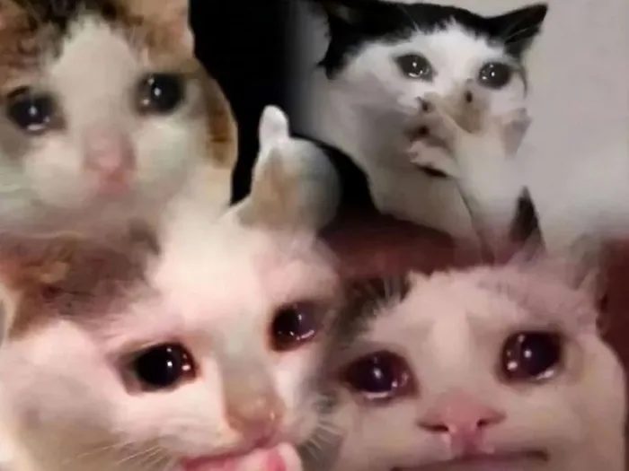 Các mẫu meme mèo khóc viral nhất cõi mạng và điều thú vị phía sau