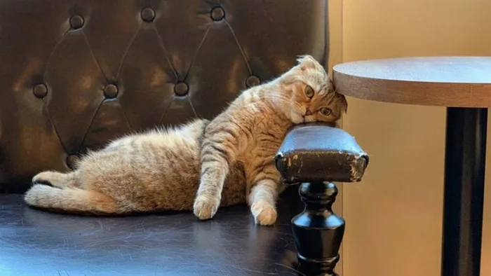 Lưu ngay loạt ảnh meme mệt mỏi nhưng siêu hài hước khiến người xem phải bật  cười