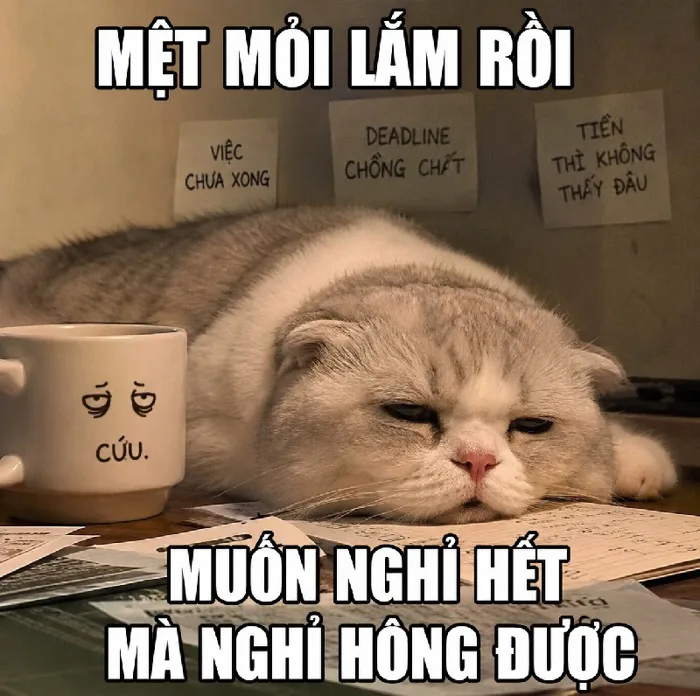 152+ Meme Mèo Mệt Mỏi bất lực chán đời cười xỉu cả ngày