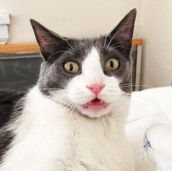 101 ảnh meme mèo khó hiểu hài hước dễ thương, chất lượng cao, tải miễn phí