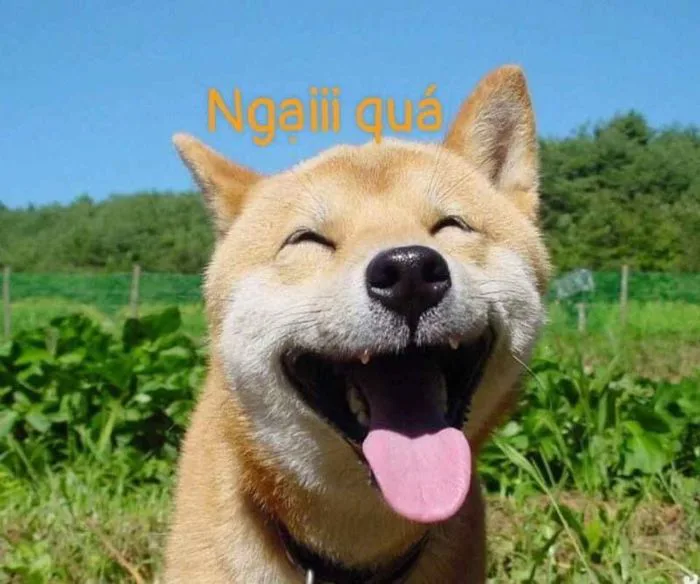 Tổng Hợp 1000+ Meme Ngại Đáng Yêu, Vui Nhộn Hay Dùng Trong Tin Nhắn