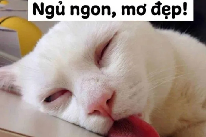 meme-ngu-1