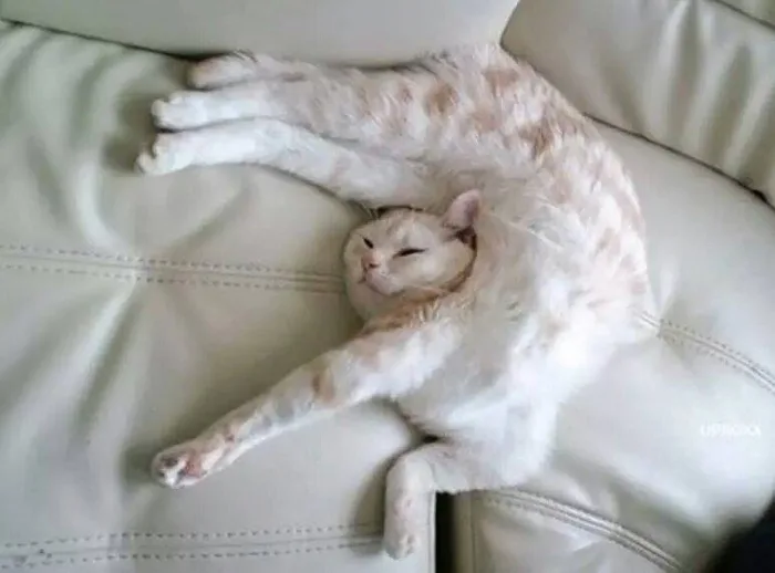 Khám phá bộ sưu tập hình ảnh meme ngủ cute, đáng yêu và độc đáo