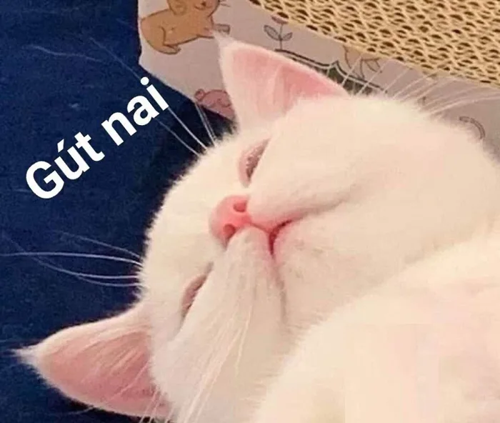 Khám phá bộ sưu tập hình ảnh meme ngủ cute, đáng yêu và độc đáo