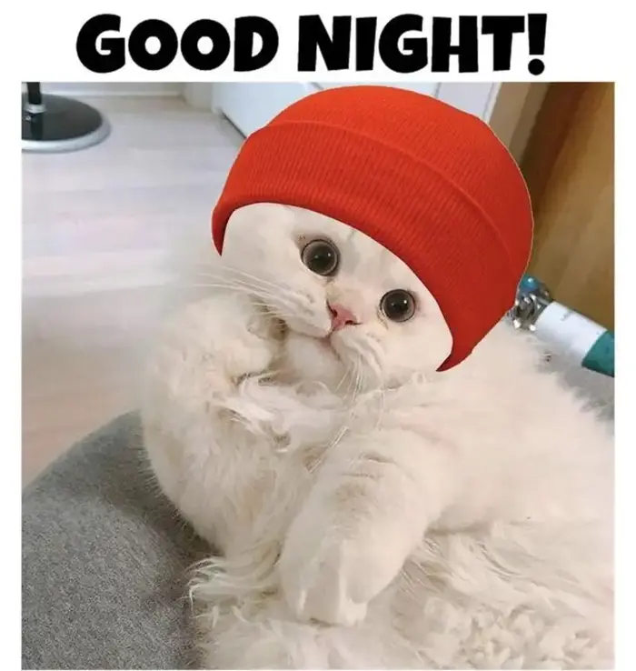 Bộ sưu tập ảnh meme chúc ngủ ngon đáng yêu cho mọi người