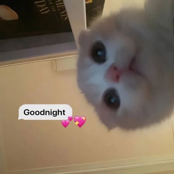 Tổng hợp những meme chúc ngủ ngon hài hước, siêu dễ thương