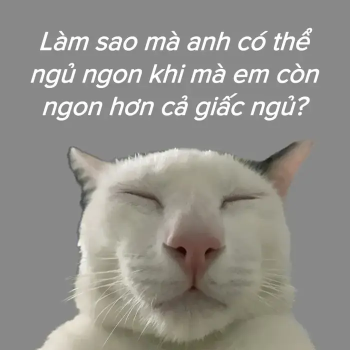 BST 80 Meme Chúc Ngủ Ngon vừa hài vừa cute đáng yêu để có giấc mơ đẹp