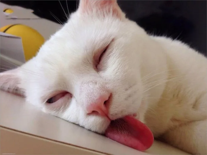Khám phá bộ sưu tập hình ảnh meme ngủ cute, đáng yêu và độc đáo
