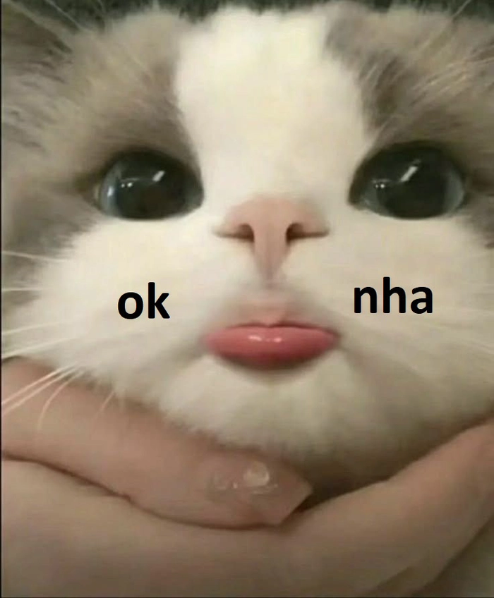 142+ Meme Mèo OK chất lừ bá đạo cười sặc cơm cả ngày 142+ Meme Mèo OK chất lừ bá đạo cười sặc cơm cả ngày
