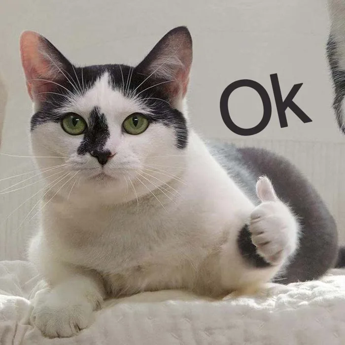 Meme OK là gì? TOP meme OK nổi bật trên mạng xã hội hiện nay Meme OK là gì? TOP meme OK nổi bật trên mạng xã hội hiện nay