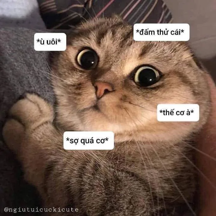 Funny Cat with Two Different Expressions | Meo cute, Meme động vật, Hình  biểu cảm
