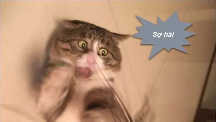 Tổng hợp ảnh meme sợ hãi hài hước khiến bạn vừa sợ vừa cười