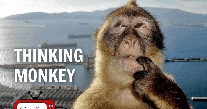 Thinking Monkey: Meme chú khỉ suy nghĩ gây bão cộng đồng mạng