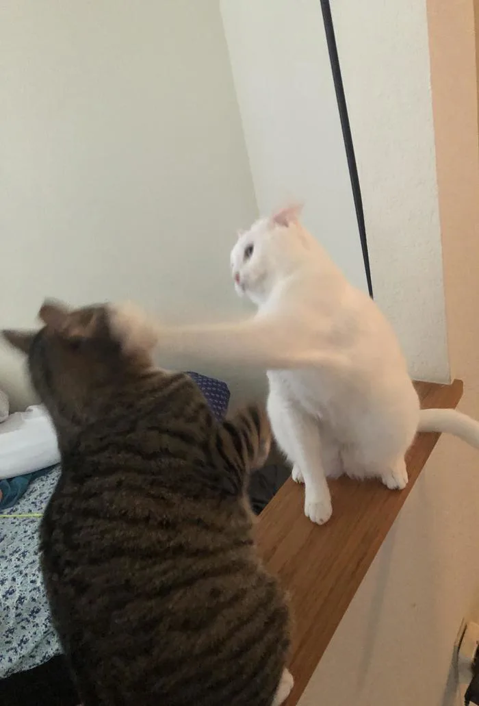 Mấy con mèo của tao tái hiện lại meme tát Batman và Robin : r/cats