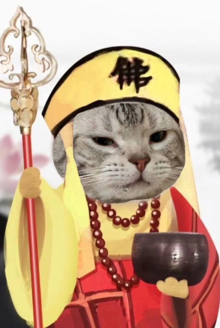 Đường tăng chế | Ảnh ngón giữa, Meme tát, Ảnh mèo hài hước
