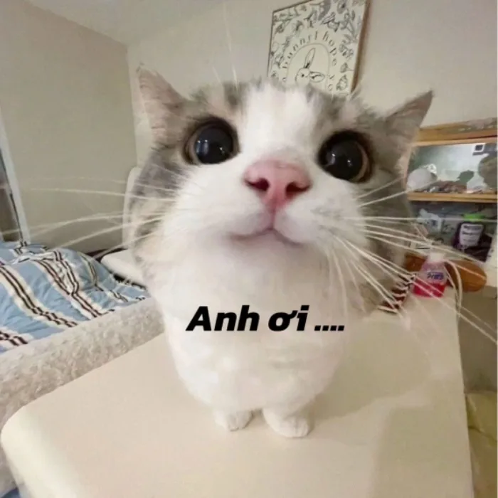 Tuyển tập 101+ meme xin tiền chế cực hài hước và bá đạo