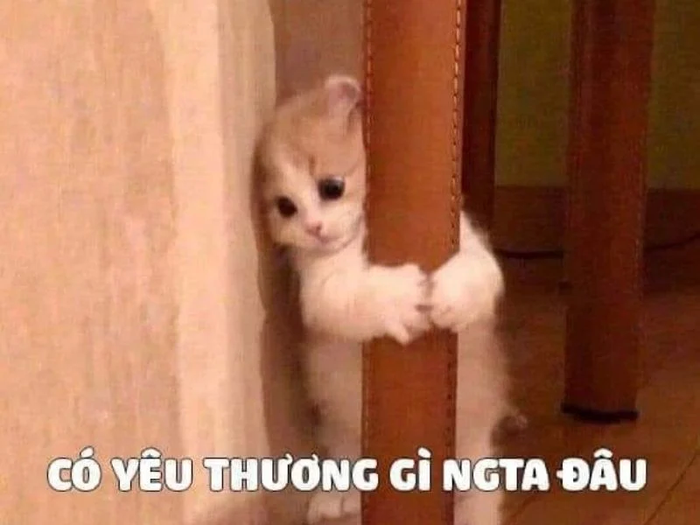 Tổng hợp những meme tình yêu đáng yêu, ngọt ngào và hài hước dành cho các  cặp đôi
