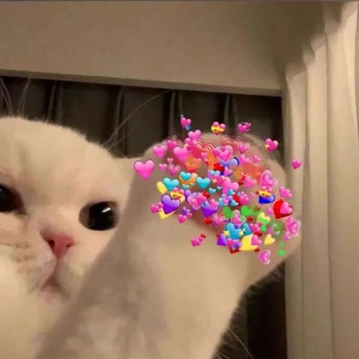 Trọn bộ 97 meme gato trái tim đáng yêu khiến bạn tan chảy - hinhanhdep3d.com