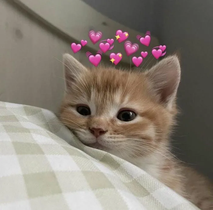 Trọn bộ 97 meme gato trái tim đáng yêu khiến bạn tan chảy - hinhanhdep3d.com