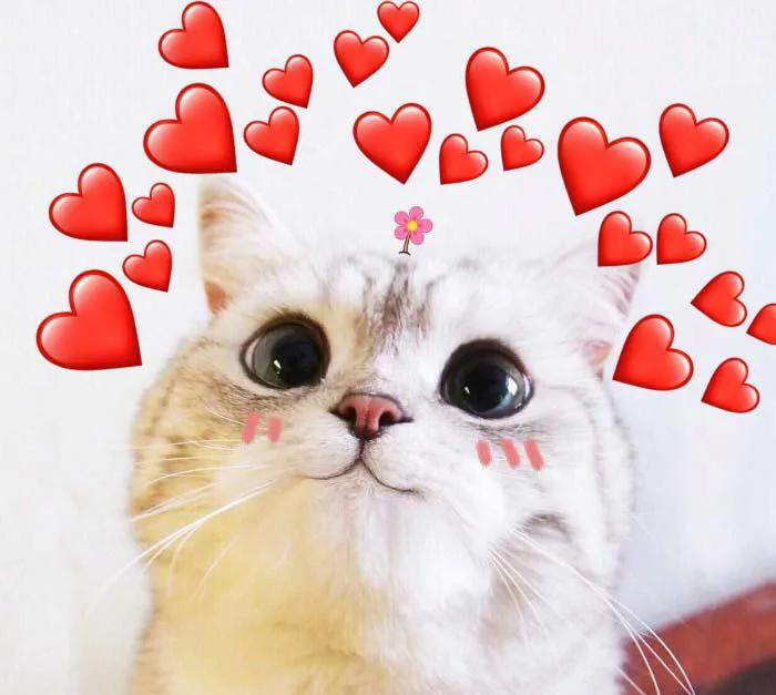 Tổng hợp những meme trái tim đẹp nhất, độc đáo và đầy cảm xúc