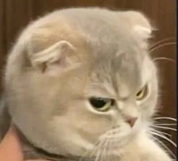 Tổng Hợp 100+ Meme Tức Giận Cute, Đáng Yêu Dễ Dùng Nhất