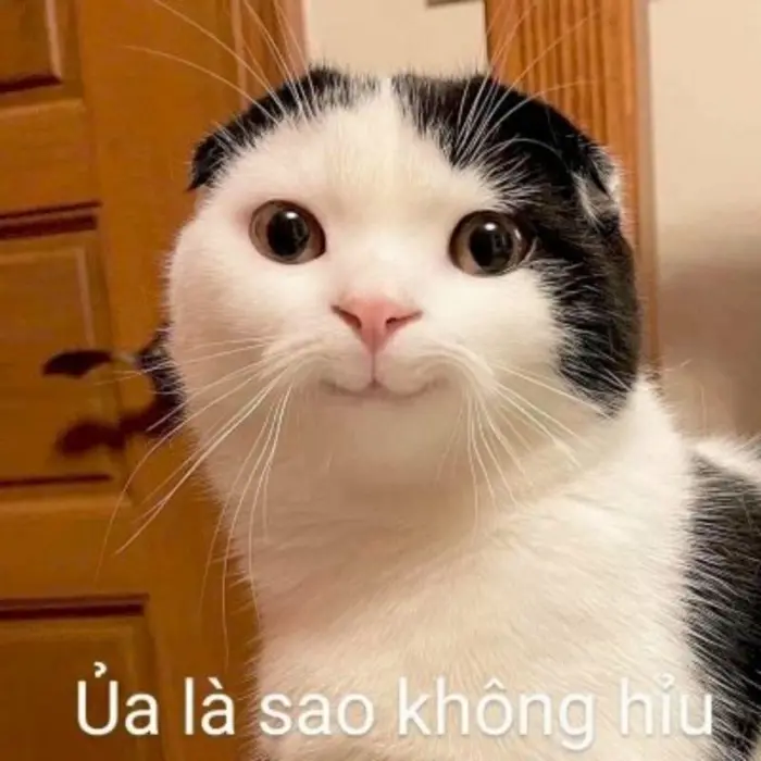 Bộ sưu tập ảnh meme vui nhộn khiến bạn cười không ngớt