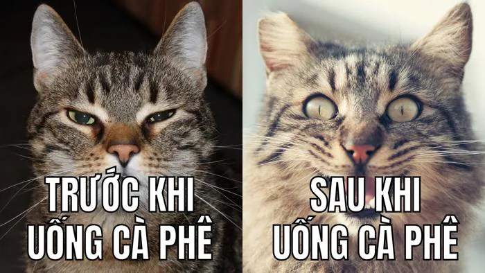 Mẫu meme vui miễn phí và tùy chỉnh độc đáo nhất | Canva
