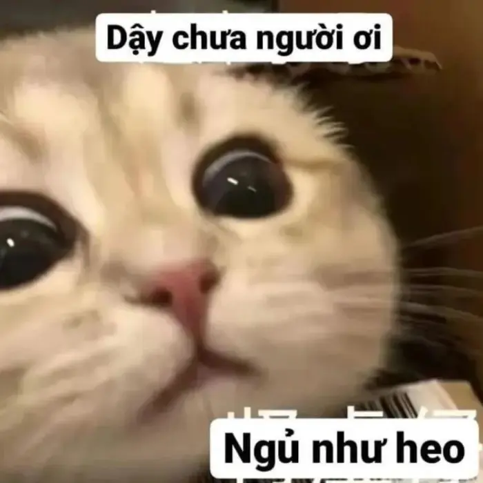 Bộ sưu tập ảnh meme vui nhộn khiến bạn cười không ngớt