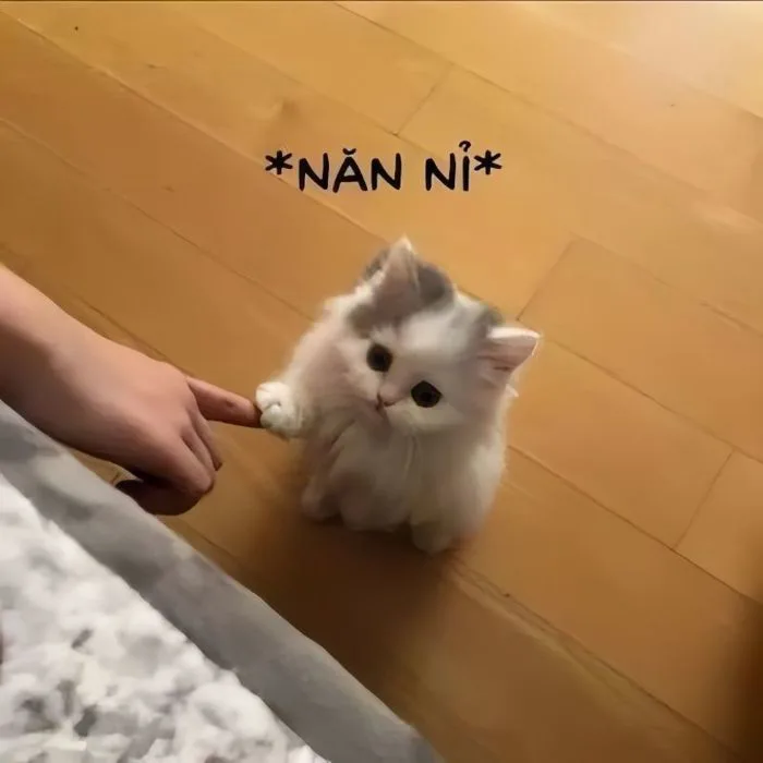 100+ ảnh meme xin lỗi - Bí kíp “chữa cháy” cực kỳ hiệu quả - JBAGY
