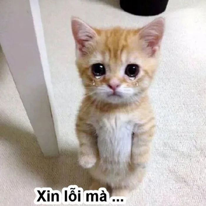 99+ ảnh meme xin lỗi người yêu cute, đáng yêu, hài hước