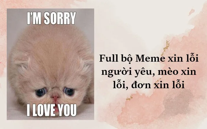 99+ Meme xin lỗi người yêu cute, mèo xin lỗi, đơn xin lỗi