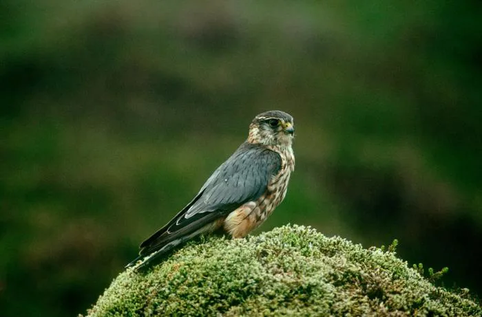 Merlin Bird Facts | Falco Columbarius