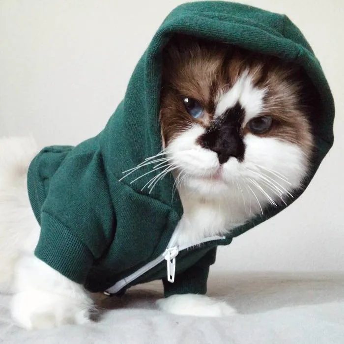 Chú mèo mũi đen thích cosplay đốn tim gần nửa triệu người trên Instagram